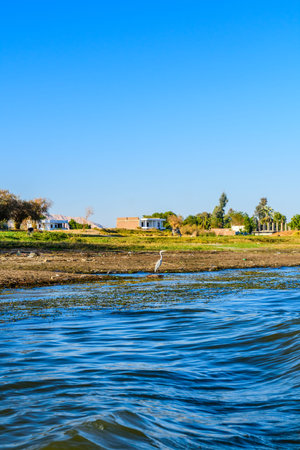 Gray heron (Ardea cinerea) on a bank of Nile river