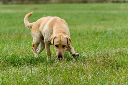 Cute young labrador retriever dog at meadowの写真素材