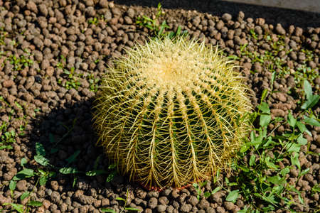 Big green cactus growing in a gardenの写真素材