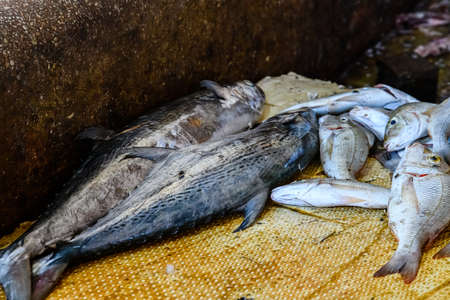 King mackerel fish for sale at fish marketの写真素材