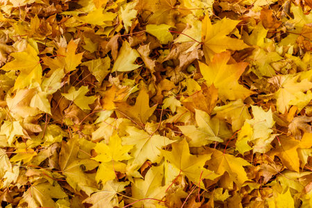 Background of fallen yellow maple leaves. Autumn concept
