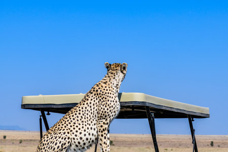 Young cheetah (Acinonyx jubatus) on roof of safari suv at Serengeti national park, Tanzania. Wildlife photoの写真素材