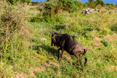 Wildebeest (Connochaetes) at Serengeti national park. Great migration. Wildlife photo