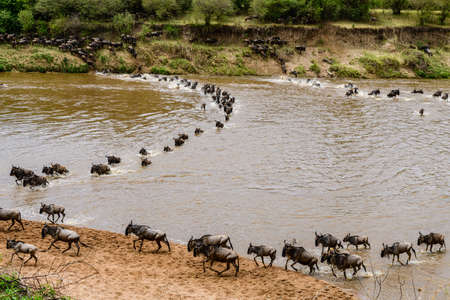 Wildebeests (Connochaetes) crossing Mara river at Serengeti national park, Tanzania. Great migration. Wildlife photoの写真素材