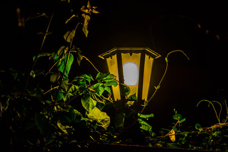 Old street lantern in green foliage at nightの写真素材