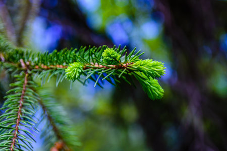 Closeup of young twigs of fir tree at spring