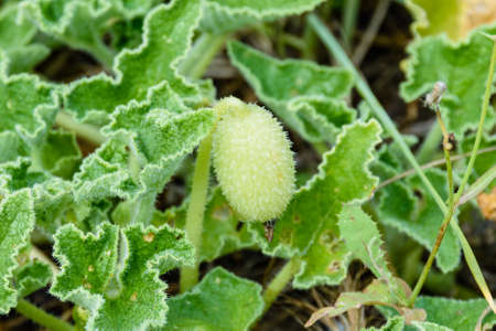 Exploding cucumber plant (ecballium elaterium) with ripe fruitsの写真素材