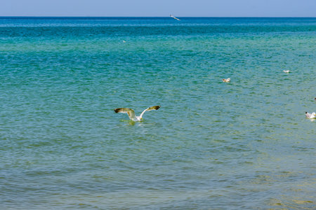 Flock of sea gulls swimming in sea