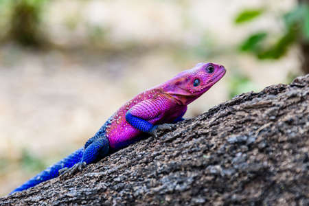 Mwanza flat-headed rock agama  (Agama mwanzae) at Serengeti national park, Tanzania. Wildlife photoの写真素材