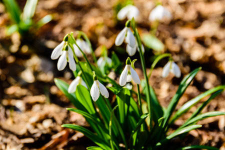 White blooming snowdrops (galanthus nivalis) at forest on early spring
