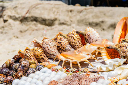 Many seashells for sale at beach at Zanzibar, Tanzaniaの写真素材