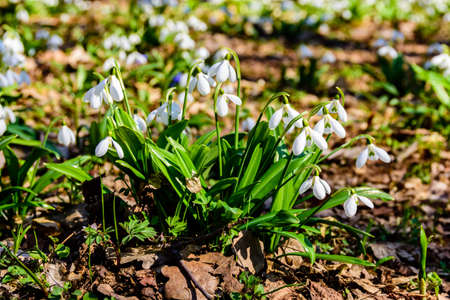 White blooming snowdrops (galanthus nivalis) at forest on early springの写真素材
