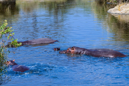 Hippos (hippopotamus amphibius) in pond at Serengeti national park, Tanzania. Wildlife photo