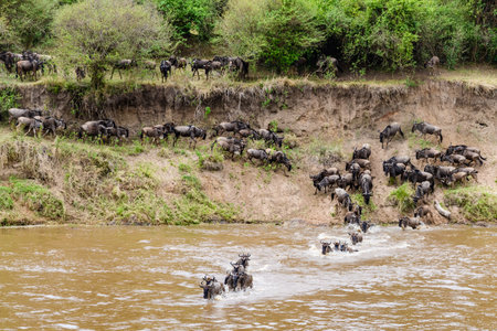 Wildebeests (Connochaetes) crossing Mara river at Serengeti national park, Tanzania. Great migration. Wildlife photoの写真素材