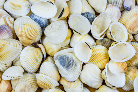 Background of many sea shells. Natural pattern