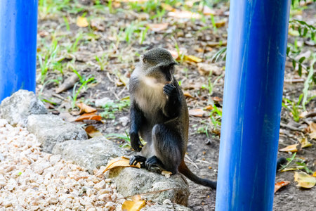 Colobus monkey at the Jozani forest. Zanzibar, Tanzania