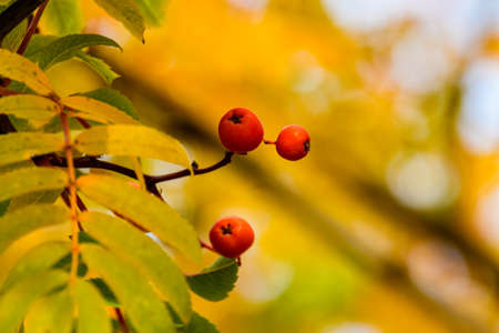 Ripe berries on rowan tree on autumnの写真素材