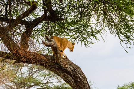 Young lioness (Panthera leo) climb down from tree at Tarangire national park, Tanzania. wild life photoの写真素材