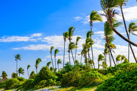Coconut palm trees at beach near Matemwe village at Zanzibar island, Tanzaniaの写真素材
