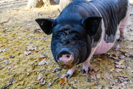 Pig in paddock at farm at countryside