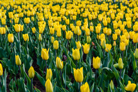 Blooming tulips in flower bed at city parkの写真素材