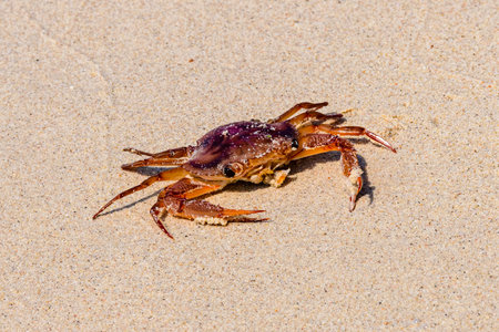Sea crab on sand at the beachの写真素材
