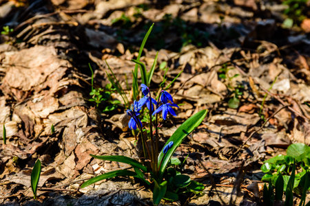 Blue scilla flowers in a forest on spring