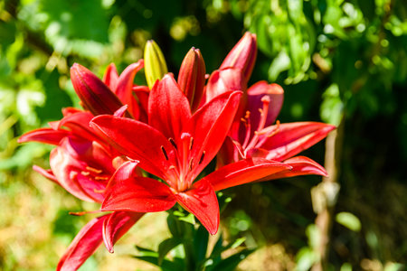 Blooming red lily (lilium) on flowerbed at summerの写真素材