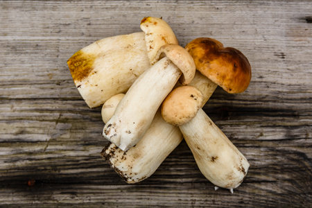 Freshly picked porcini mushrooms on rustic wooden table. Top viewの写真素材