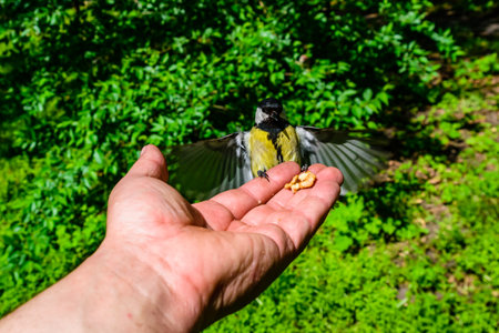 Feeding great tit birds from hand in city parkの写真素材