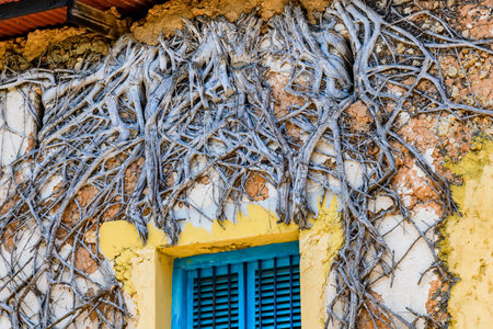 Dry ingrown ivy plant on wall at abandoned prison at Prison island. Zanzibar, Tanzaniaの写真素材