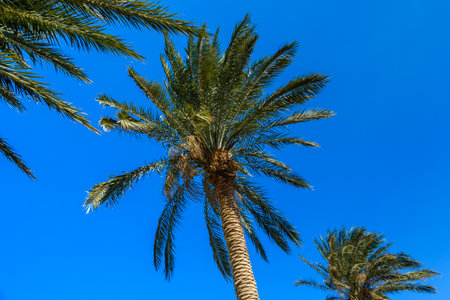 Green date palm tree against blue skyの写真素材