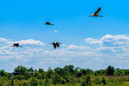 White storks (Ciconia ciconia) flying in the sky