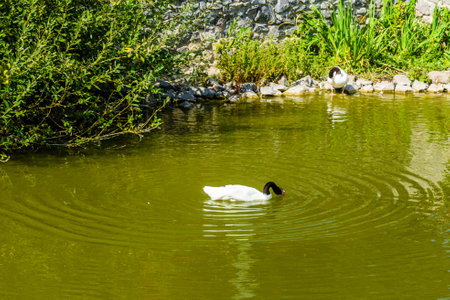 Black necked swan swimming in small pondの写真素材