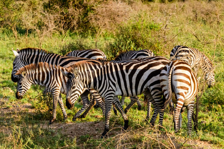 Zebras (Hippotigris) at Serengeti national park, Tanzania. Wildlife photoの写真素材