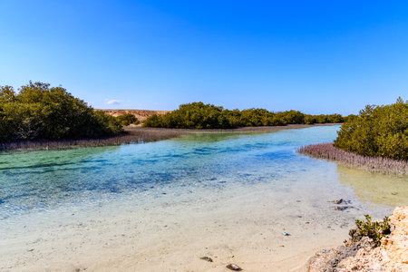 Mangrove trees in Ras Mohammed national park. Sinai peninsula, Egyptの写真素材
