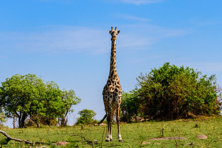 Giraffe (camelopardalis) at Serengeti national park, Tanzania. Wildlife photoの写真素材