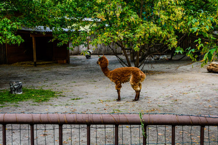 Alpaca (Vicugna pacos) in corral at farmの写真素材