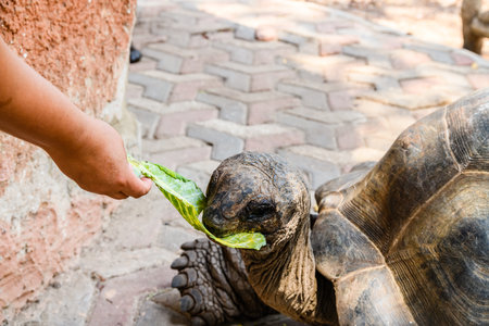 Feeding of Aldabra giant tortoise (Aldabrachelys gigantea) at Prison island. Zanzibar, Tanzaniaの写真素材