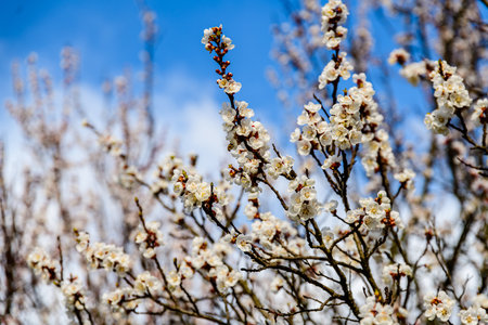 Beautiful apricot tree blossoming at early springの写真素材