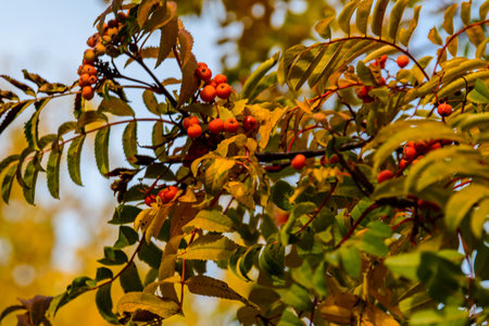 Ripe berries on rowan tree on autumn