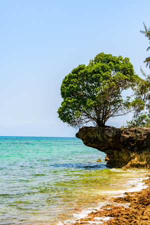 Tree growing on rock at Prison island. Zanzibar, Tanzaniaの写真素材