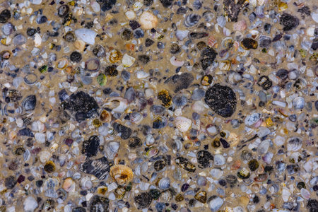 Background of many sea shells. Natural patternの写真素材