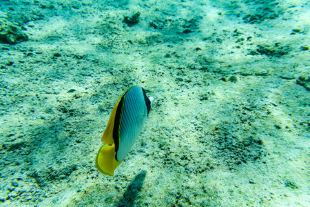 Colonies of corals and Chaetodon fish at coral reef in Red sea