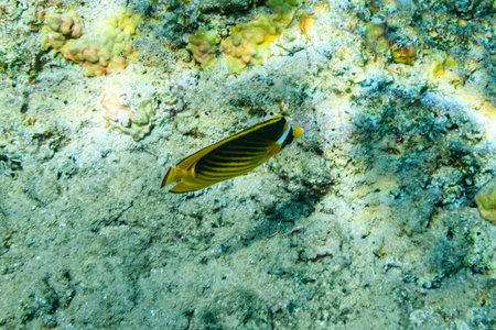 Colonies of corals and Chaetodon fish at coral reef in Red sea