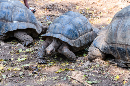 Aldabra giant tortoises (Aldabrachelys gigantea) at Prison island. Zanzibar, Tanzaniaの写真素材