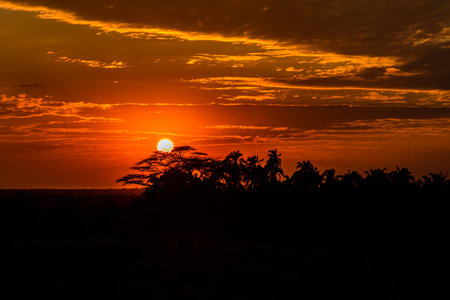 Landscape at Serengeti national park at sunset, Tanzaniaの写真素材