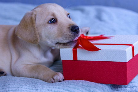 Little labrador puppy and gift box on bedの写真素材