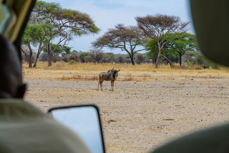 Wildebeest (Connochaetes) at Serengeti national park, Tanzania. Great migration. Wildlife photo