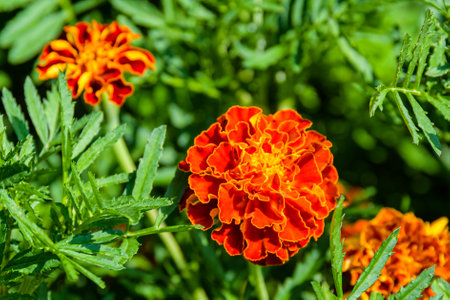 Aztec marigold or Mexican marigold (Tagetes erecta) flowers on flowerbedの写真素材